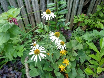 Cvjetni vrt Milice Arsić iz Topole, pobjednice konkursa #najokućnica Agrokluba