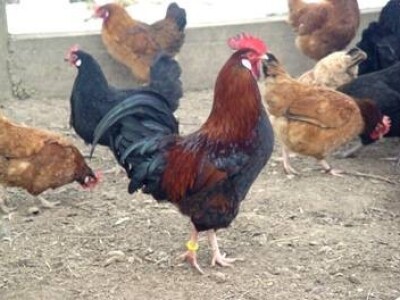 Pijetao s kokama hrvaticama