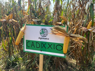 "Dani polja kukuruza" u Velikoj Kladuši