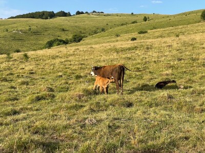 Tešija … ne objaviti još