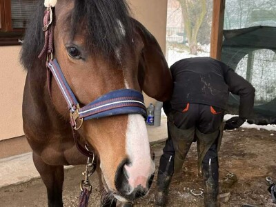 Mladi Haris Ganić iz Visokog potkuje do 60 konja mjesečno