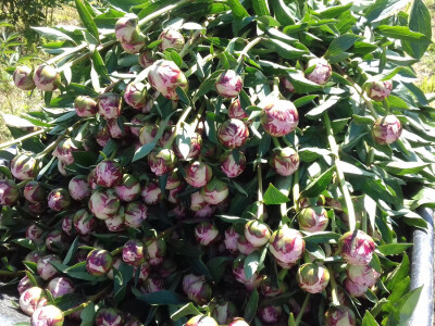 Da bi bili spremni za berbu pupoljci moraju biti ovakvi