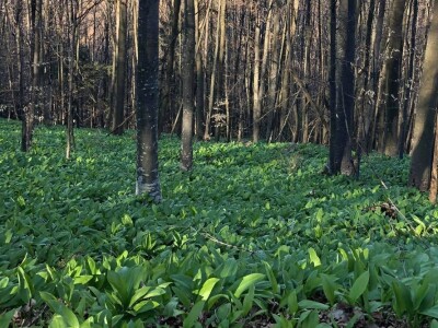 Da li ste probali sremuš?