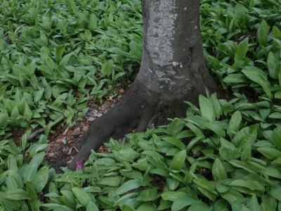 Da li ste probali sremuš?