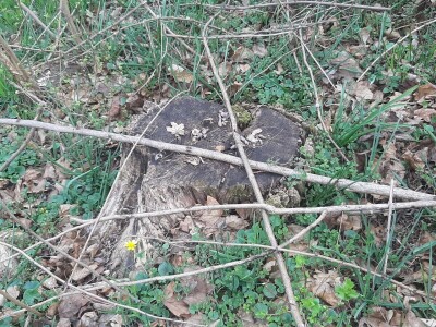 Da li su zaista smanjene površine pod šumama?