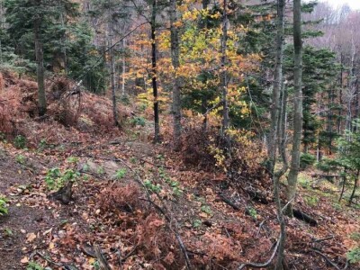 Da li su zaista smanjene površine pod šumama?