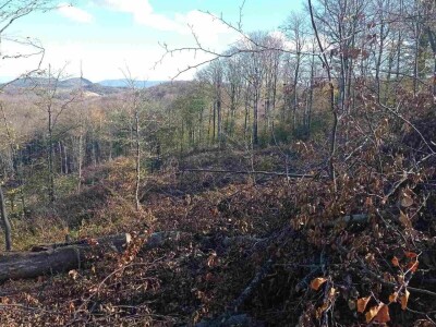 Da li su zaista smanjene površine pod šumama?