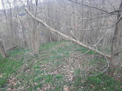 Da li su zaista smanjene površine pod šumama?