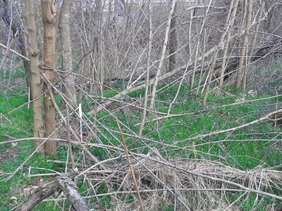 Da li su zaista smanjene površine pod šumama?