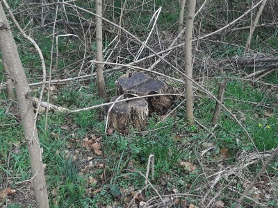 Da li su zaista smanjene površine pod šumama?
