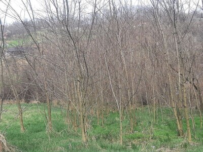 Da li su zaista smanjene površine pod šumama?