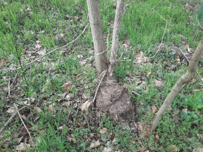 Da li su zaista smanjene površine pod šumama?