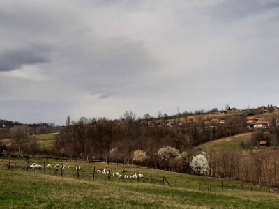 Da li su zaista smanjene površine pod šumama?