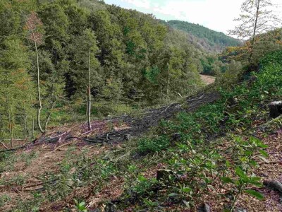 Da li su zaista smanjene površine pod šumama?