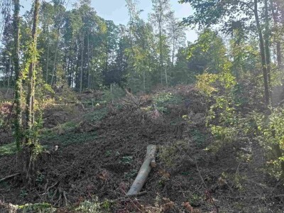 Da li su zaista smanjene površine pod šumama?