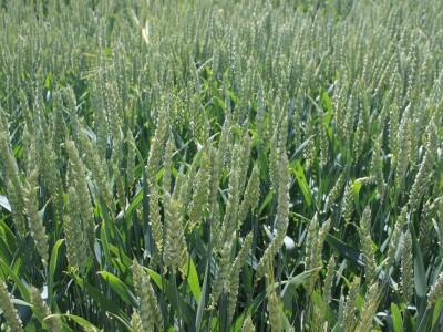 Axereal dan polja pšenice u Čađavici