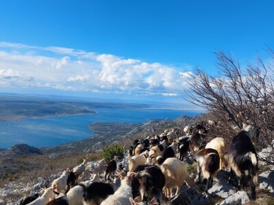 Dabro u posjeti OPG-u Božić Dabro u posjeti OPG-u Božić