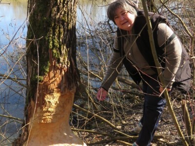 Dabrovi u Posavini ruše stabla