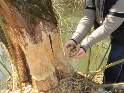 Dabrovi u Posavini ruše stabla
