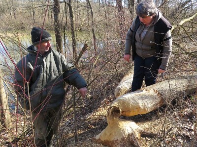 Dabrovi u Posavini ruše stabla