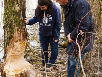 Dabrovi u Posavini ruše stabla