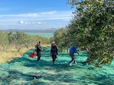 DALMA OLEUM DANIJELE LALIN - Šampionsko ulje iz Maškovića hana ide na svjetsko natjecananje maslinovih ulja u Naw Yorkju
