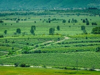 Dalmacijavino Dalmacijavino