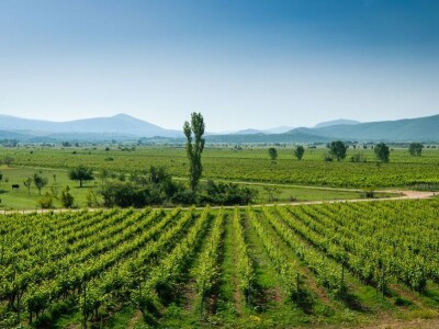 Dalmacijavino Dalmacijavino