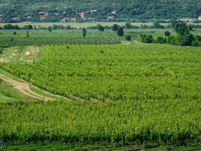 Dalmacijavino Dalmacijavino