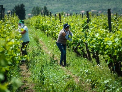 Dalmacijavino Dalmacijavino