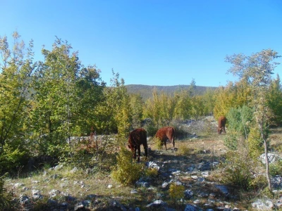 Dalmatinci govedarstvo