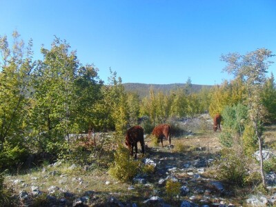 Dalmatinci govedarstvo