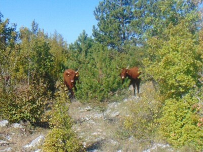 Dalmatinci govedarstvo