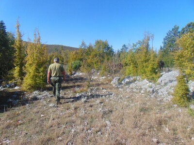 Dalmatinci govedarstvo