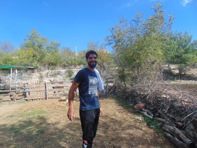 Dalmatinci govedarstvo