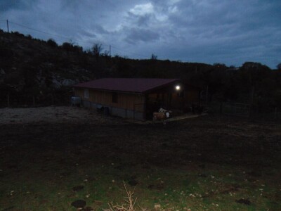 Dalmatinci govedarstvo