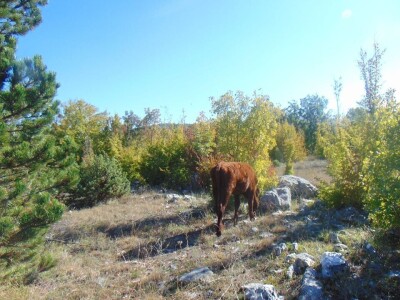 Dalmatinci govedarstvo