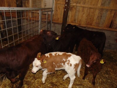 Dalmatinci govedarstvo