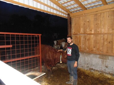 Dalmatinci govedarstvo