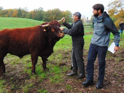 Dalmatinci govedarstvo