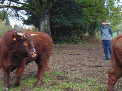 Dalmatinci govedarstvo