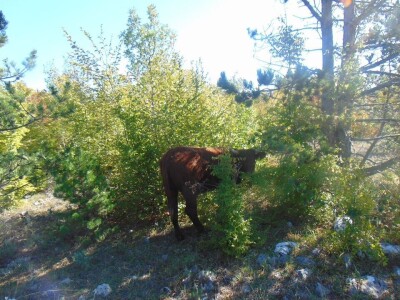 Dalmatinci govedarstvo