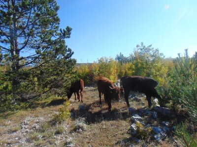 Dalmatinci govedarstvo