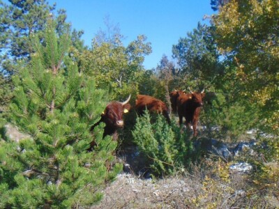 Dalmatinci govedarstvo