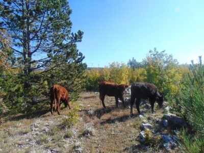 Dalmatinci govedarstvo