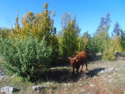 Dalmatinci govedarstvo