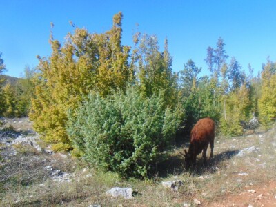 Dalmatinci govedarstvo