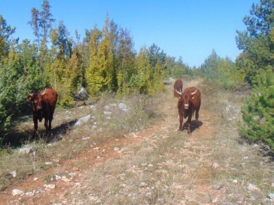 Dalmatinci govedarstvo