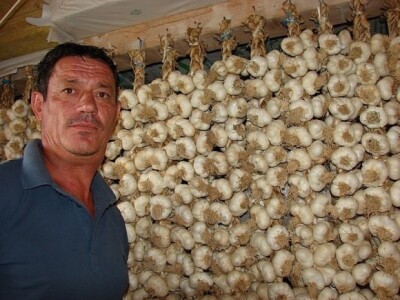 Dalmatinski češnjak u šušari