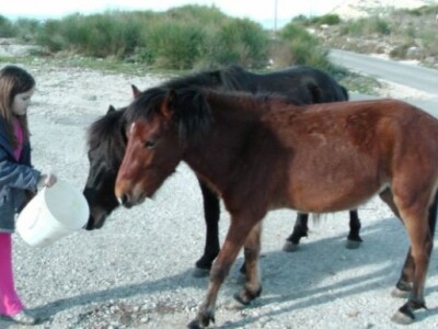 OPG Ilar Paskojević